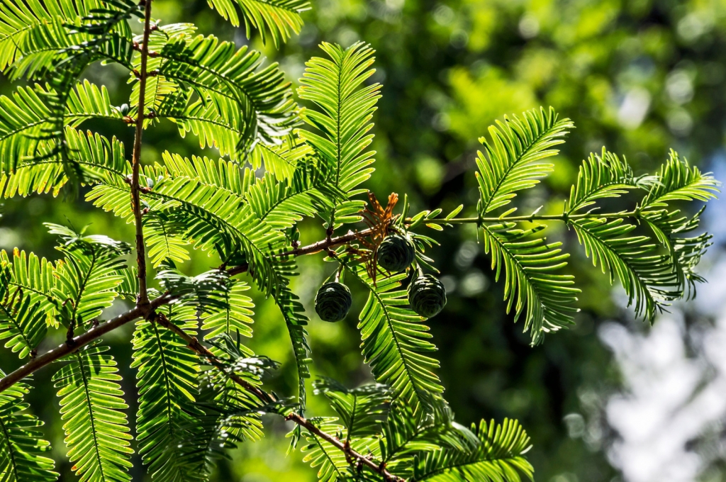 Metasequoia glyptostroboides