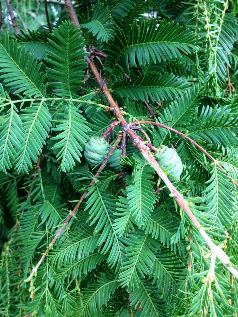 Metasequoia glyptostroboides