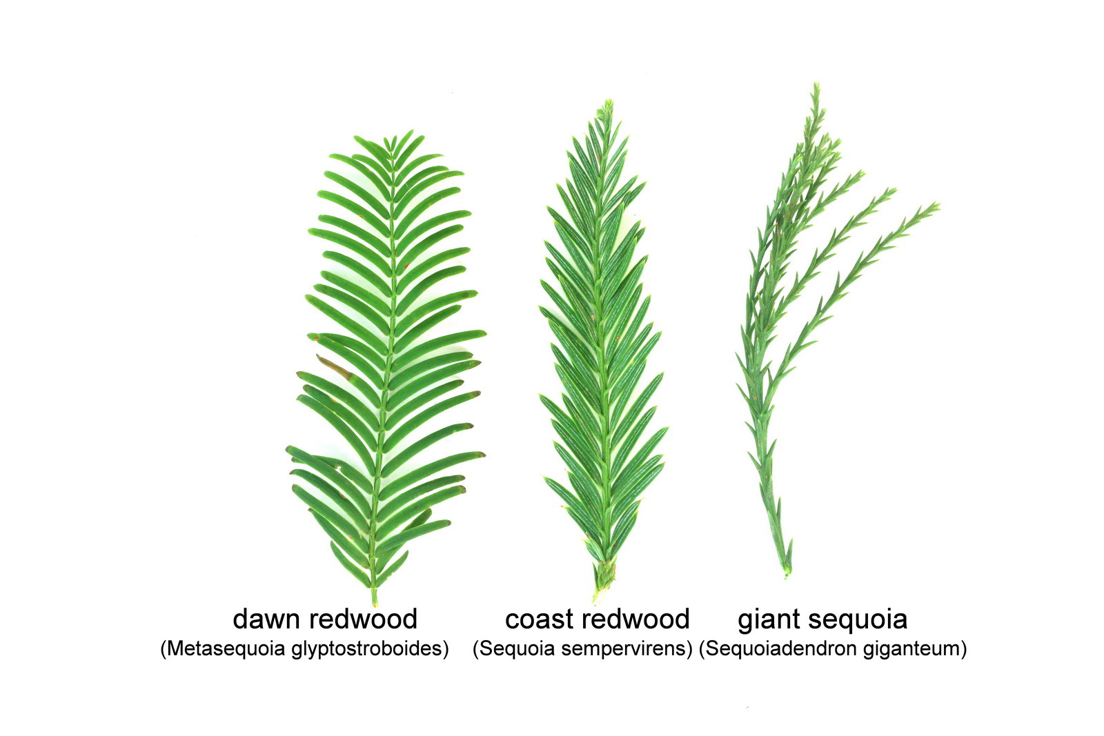 Metasequoia glyptostroboides