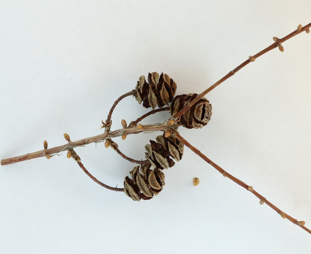 Metasequoia glyptostroboides