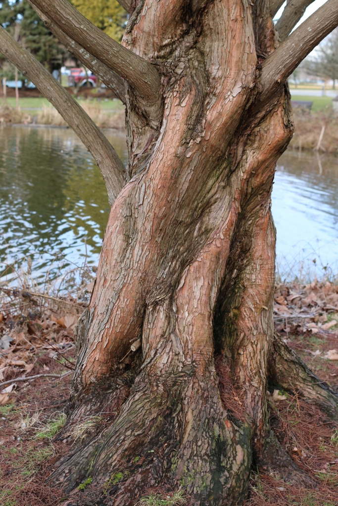 Metasequoia glyptostroboides