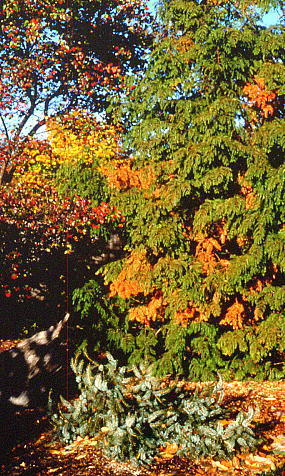 Metasequoia glyptostroboides