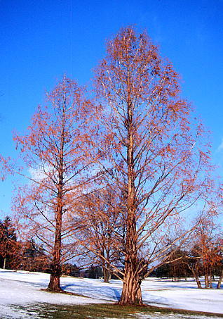 Metasequoia glyptostroboides