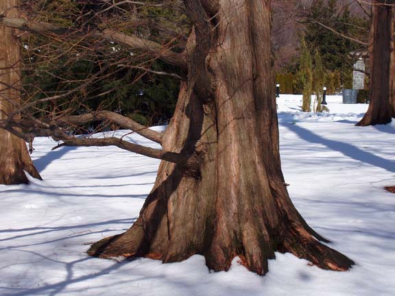 Metasequoia glyptostroboides