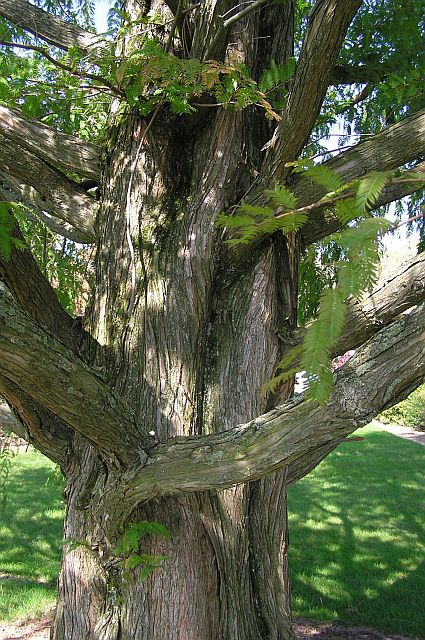 Metasequoia glyptostroboides