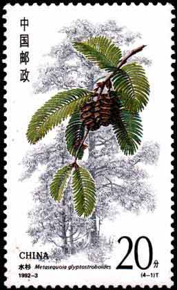 Metasequoia glyptostroboides