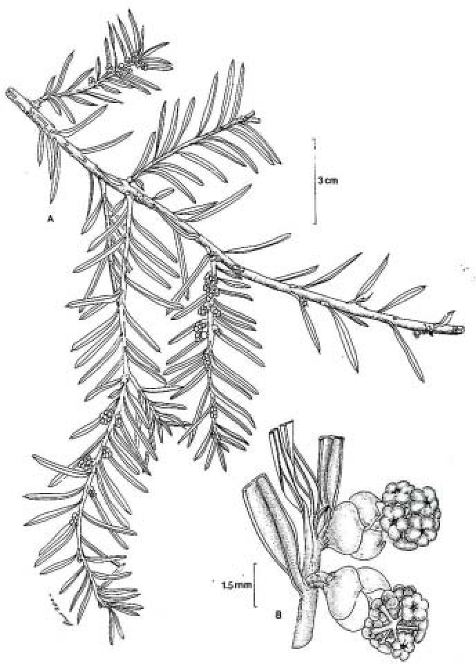 Taxus globosa