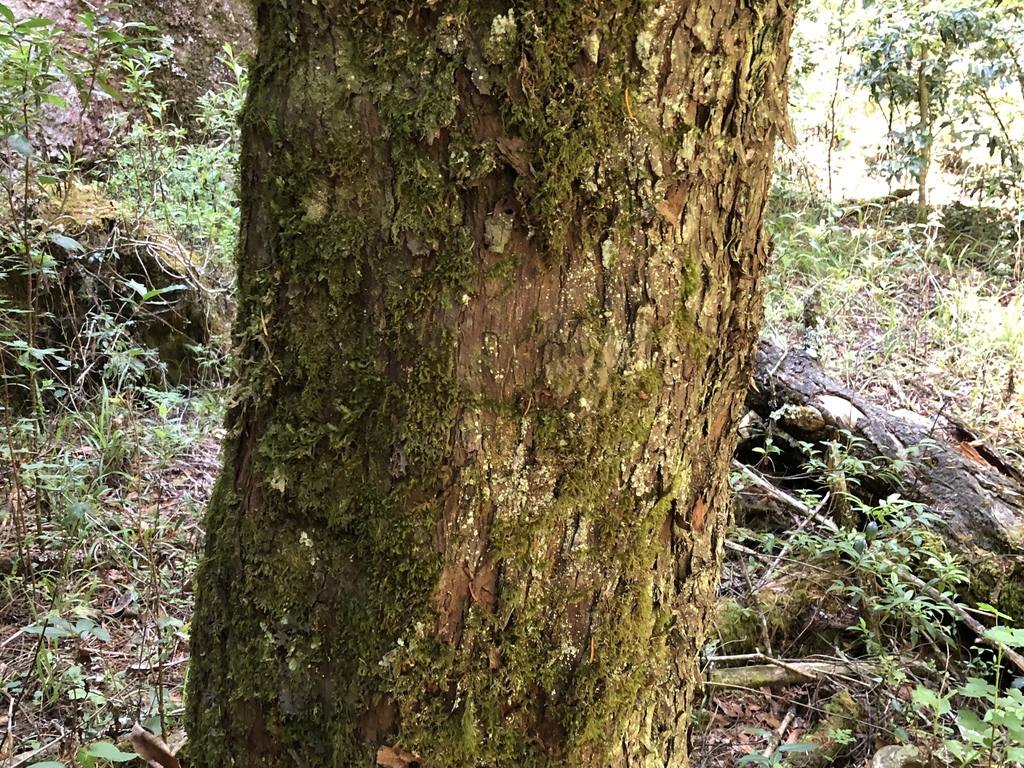 Taxus globosa