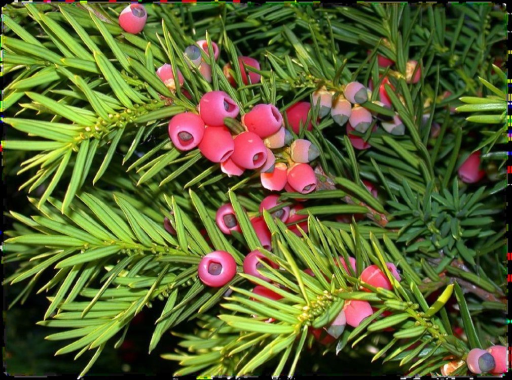 Taxus globosa