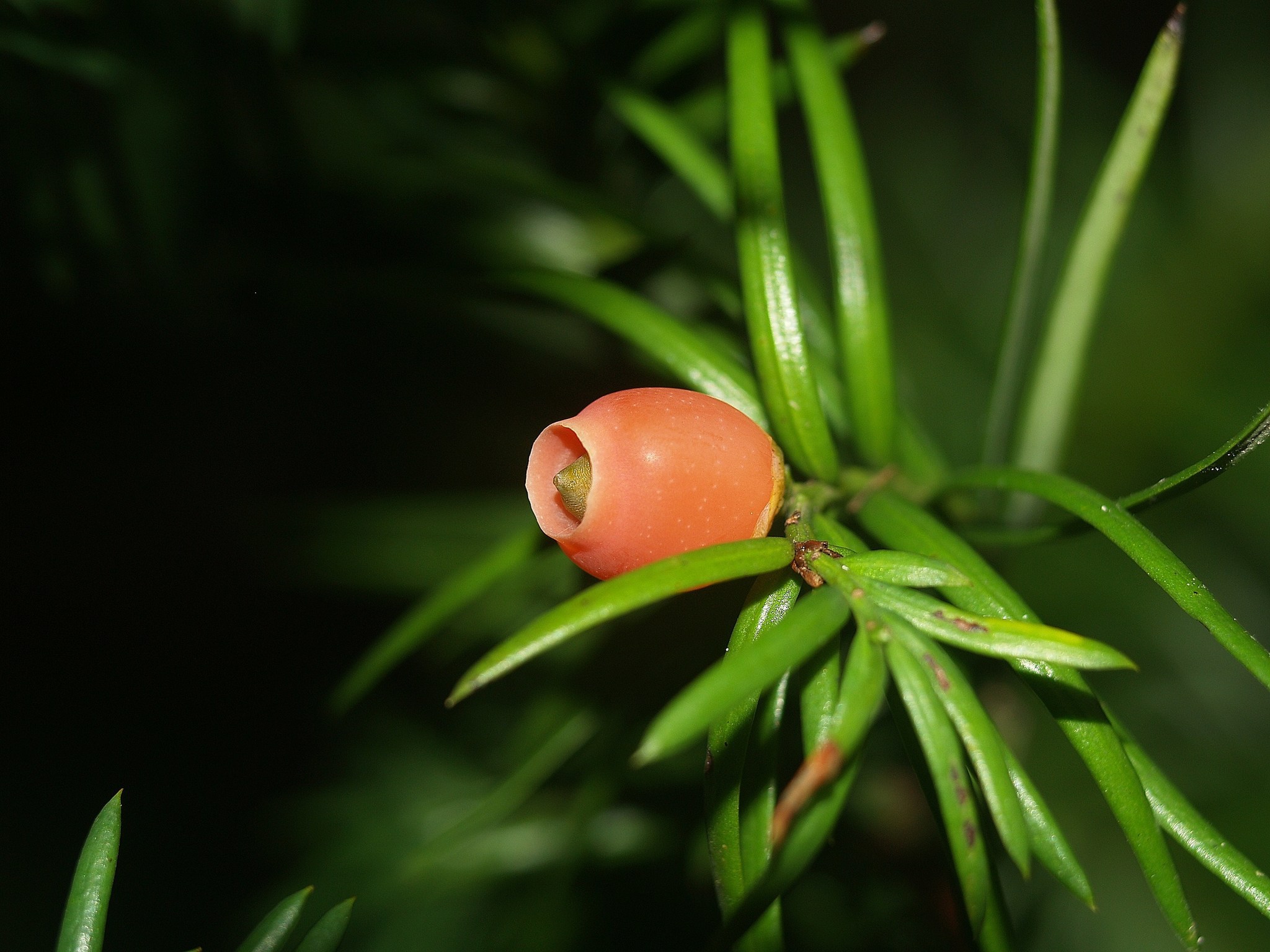 Taxus globosa