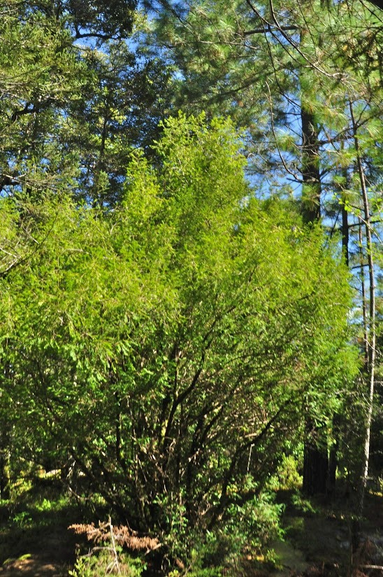 Taxus globosa