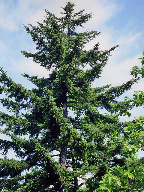 Picea glehnii