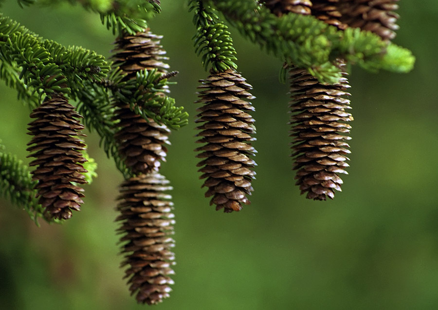 Picea glehnii