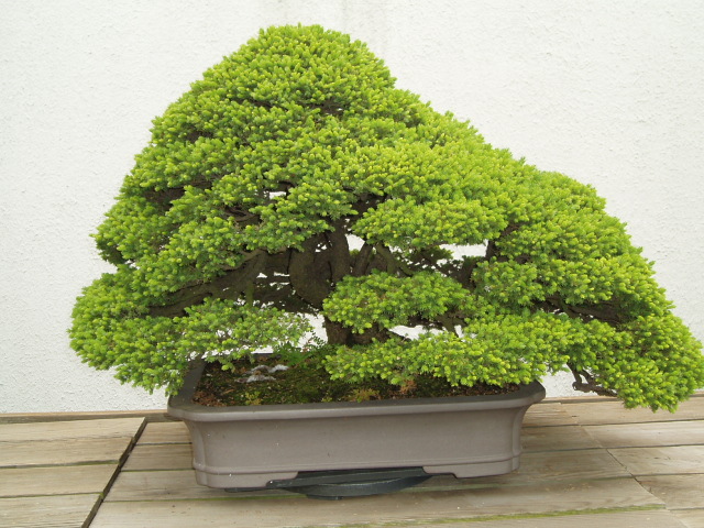 Picea glehnii