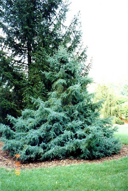 Picea glehnii