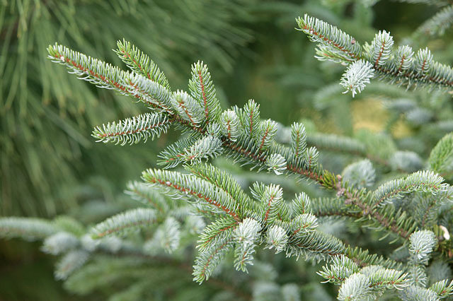 Picea glehnii
