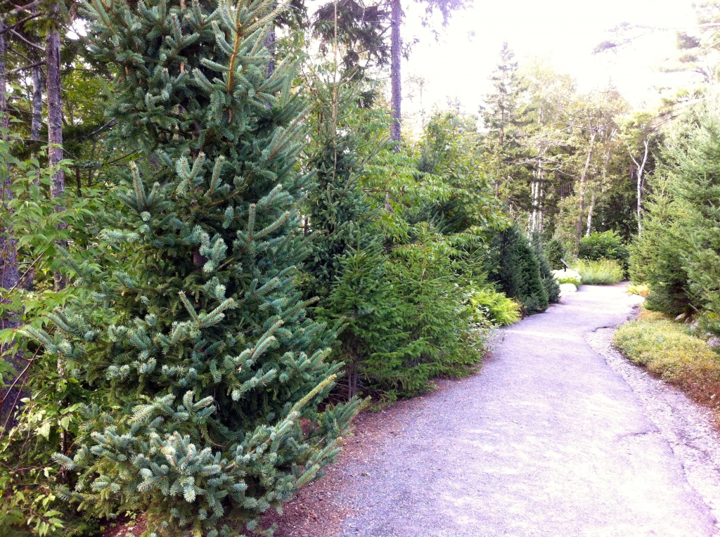 Picea glauca