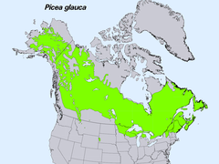 Picea glauca