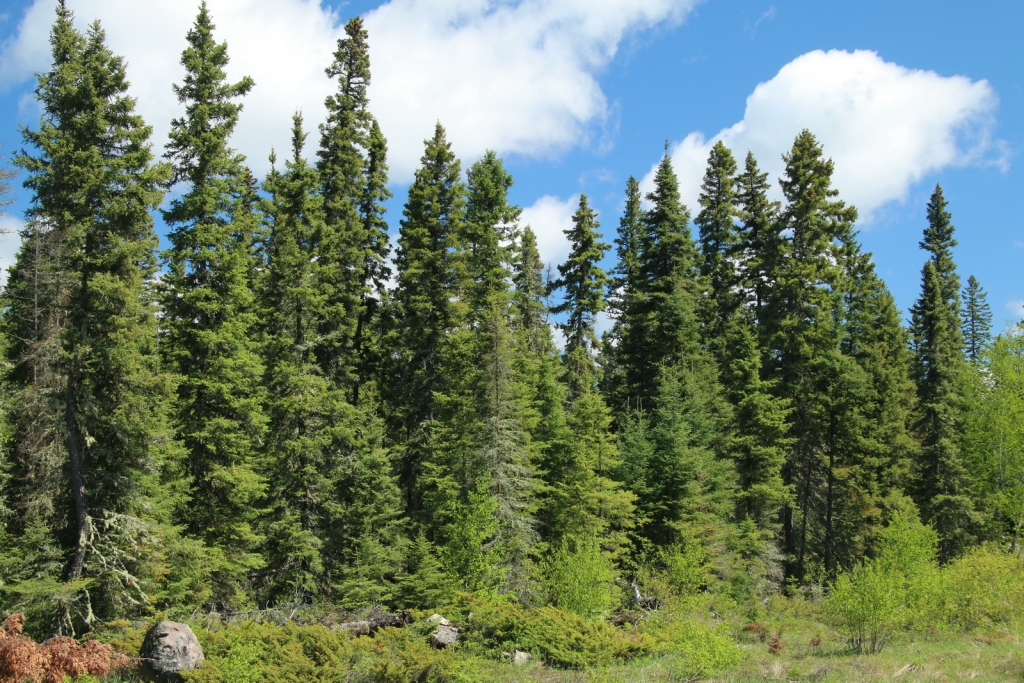 Picea glauca