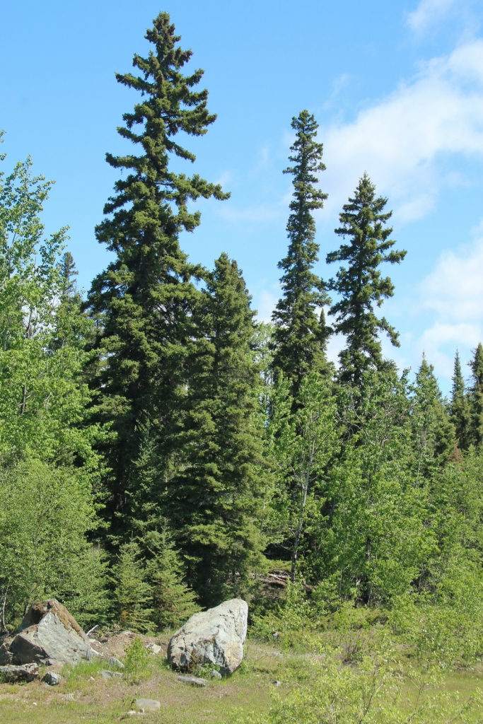 Picea glauca