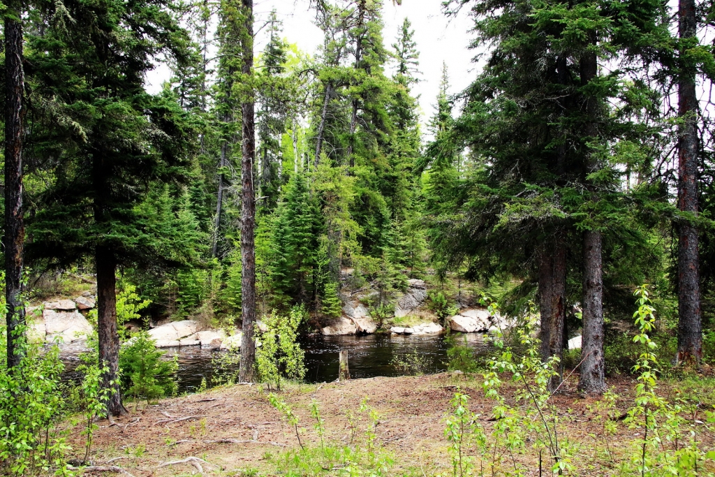 Picea glauca