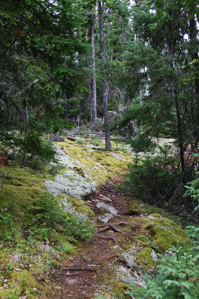 Picea glauca