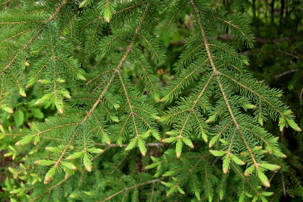 Picea glauca