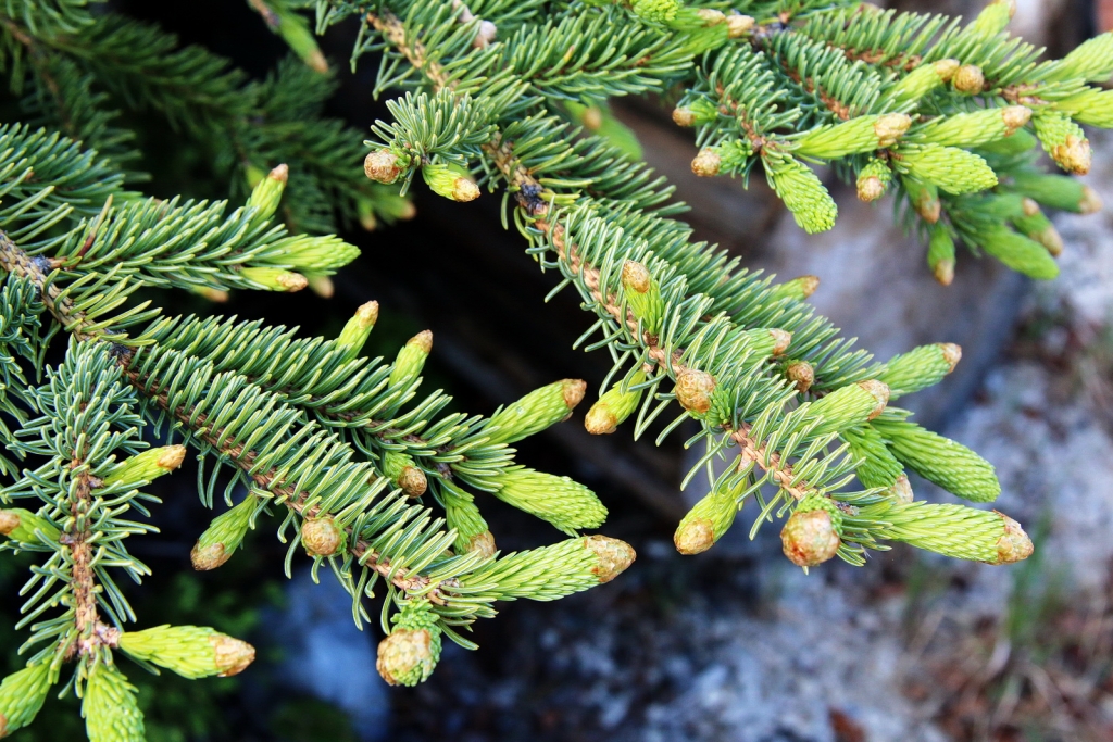 Picea glauca