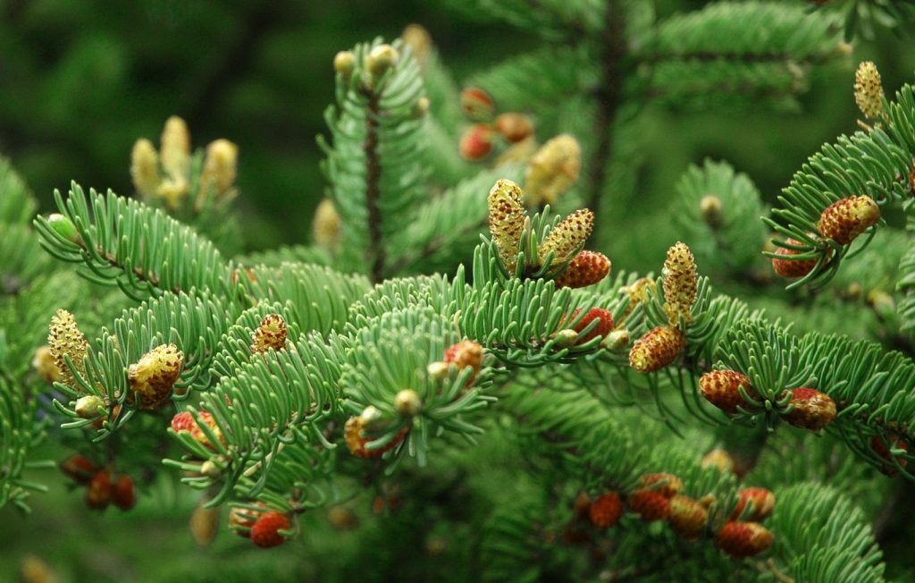 Picea glauca