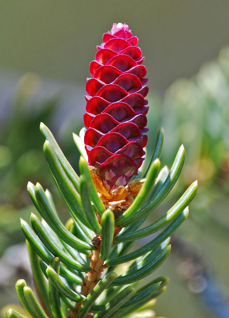 Picea glauca