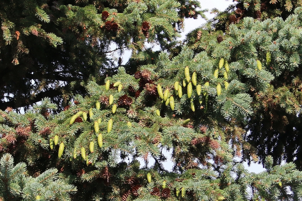 Picea glauca