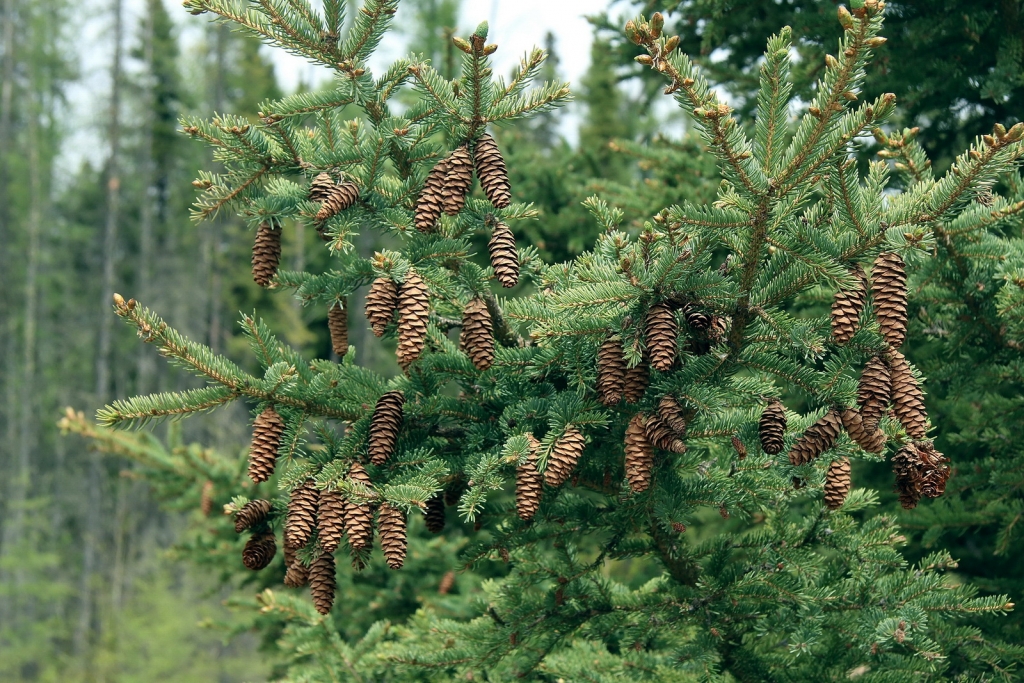 Picea glauca