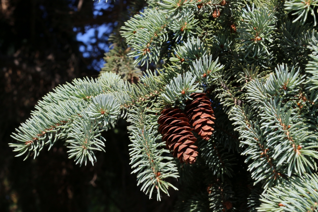 Picea glauca