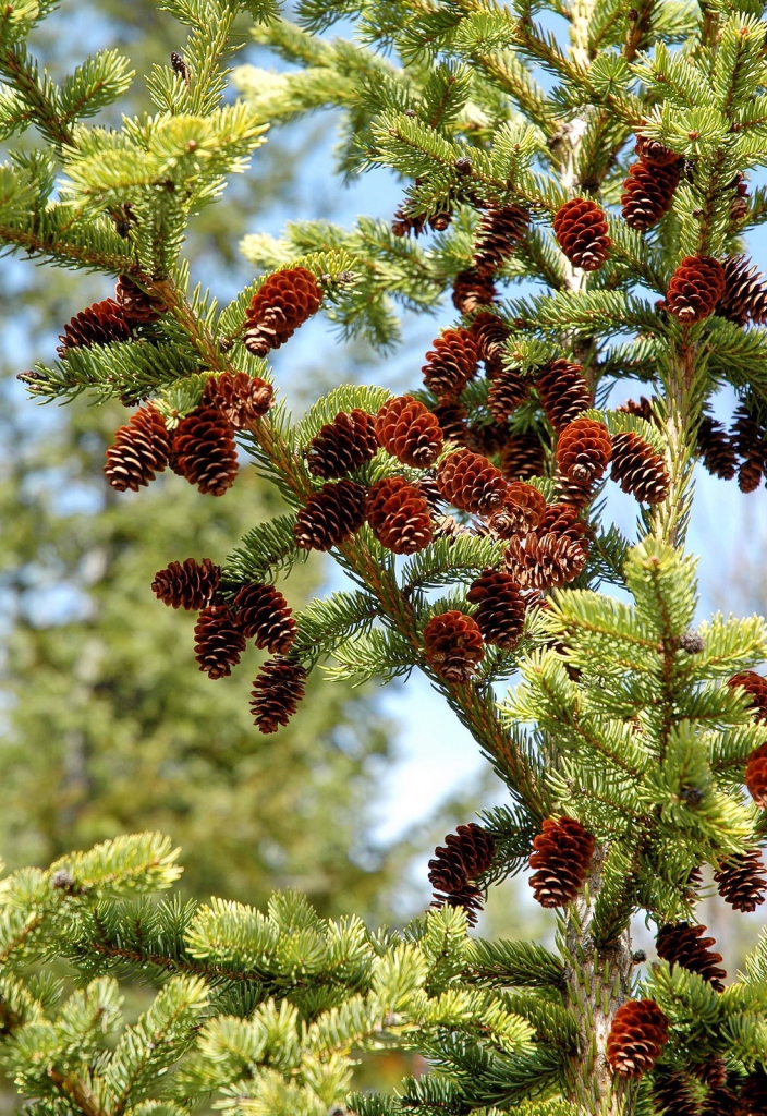 Picea glauca