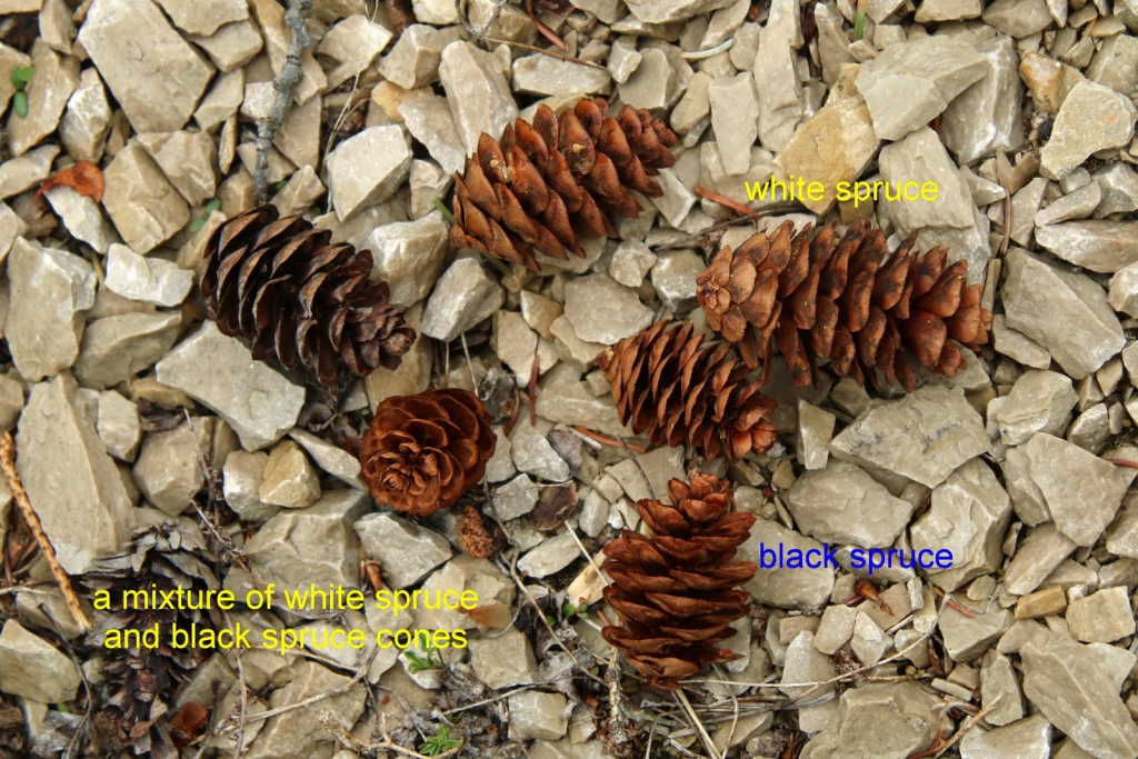 Picea glauca