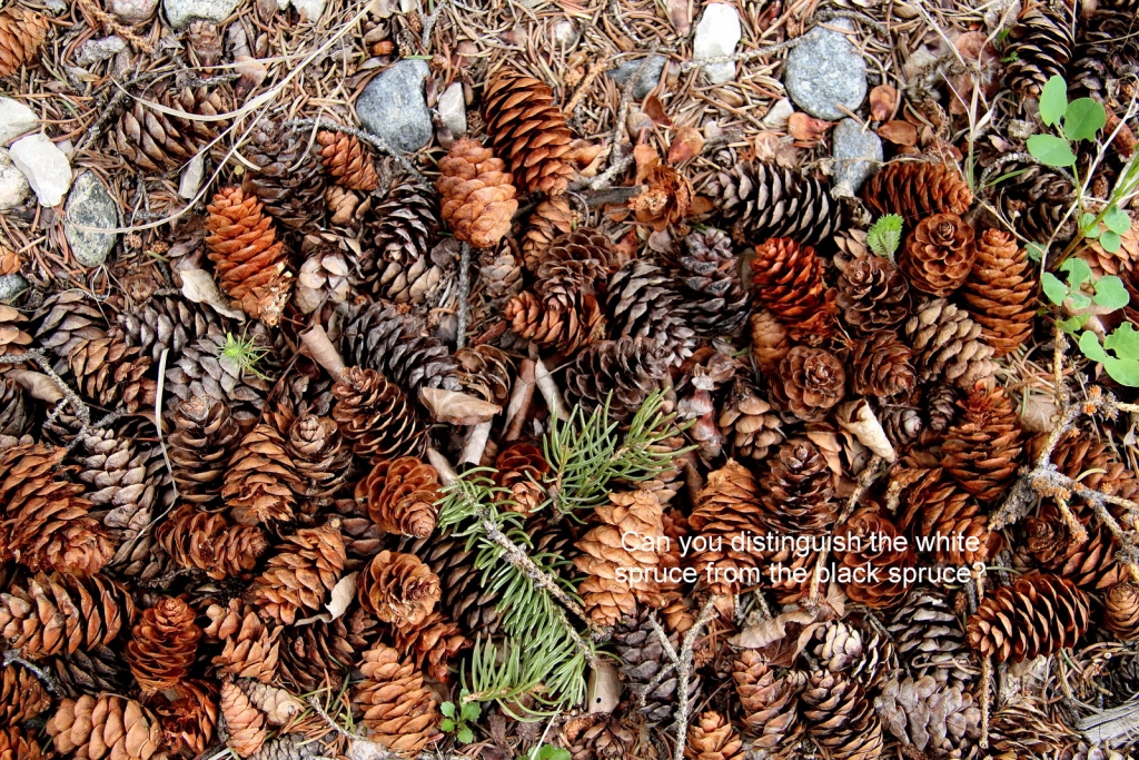 Picea glauca