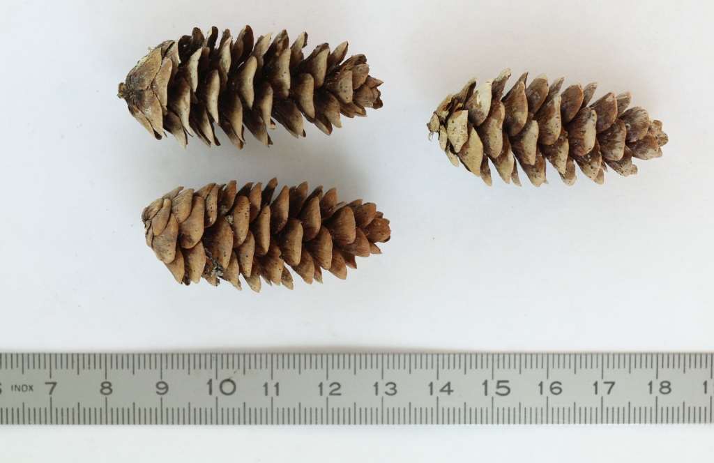 Picea glauca
