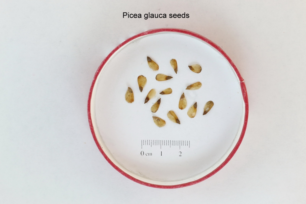 Picea glauca
