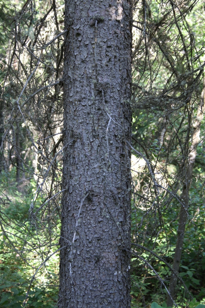 Picea glauca
