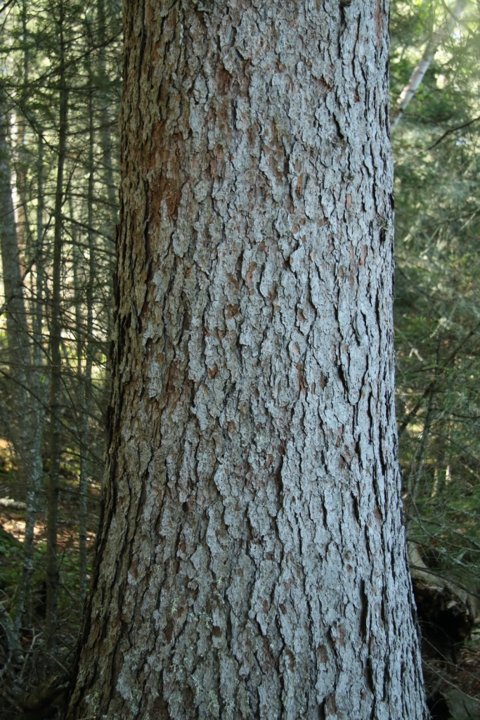 Picea glauca