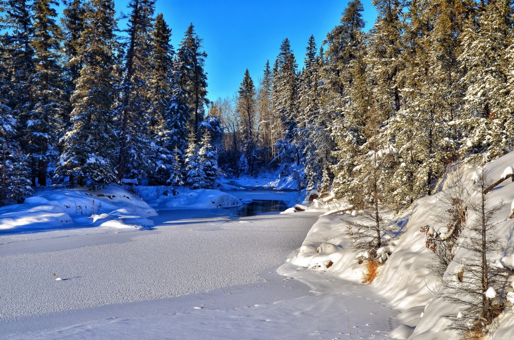 Picea glauca