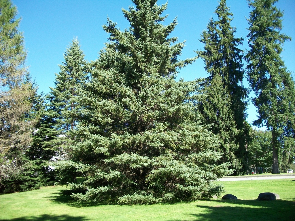 Picea glauca