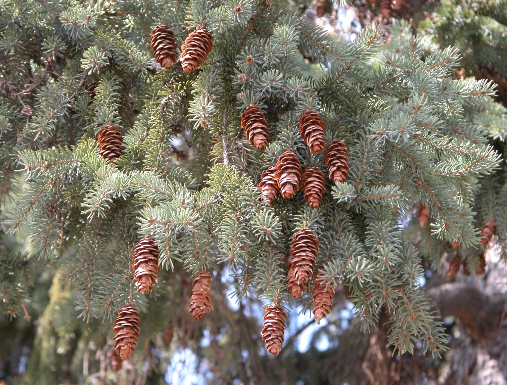 Picea glauca