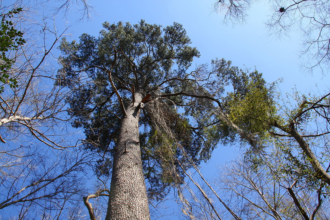 Pinus glabra
