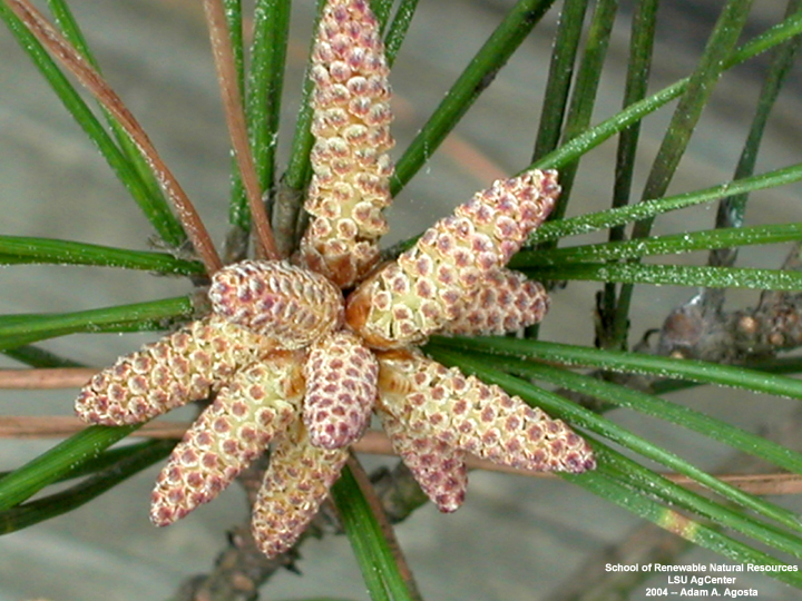 Pinus glabra