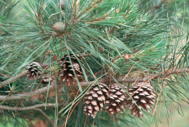 Pinus glabra