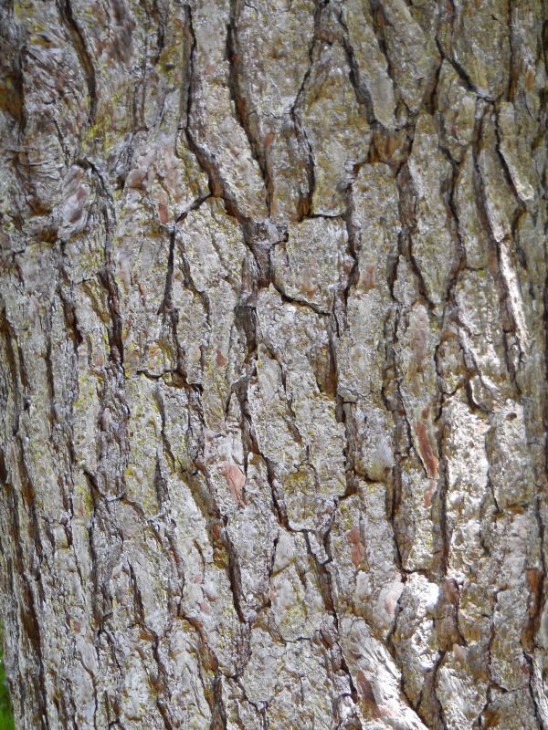 Pinus glabra