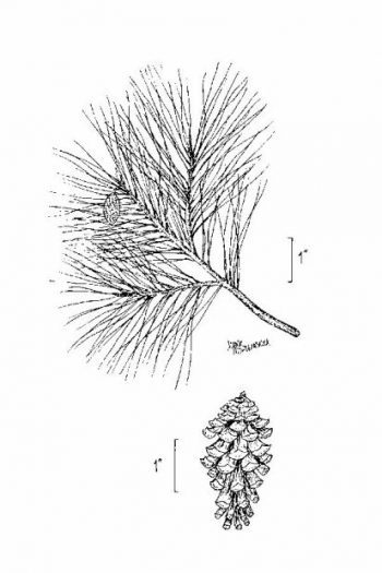 Pinus glabra