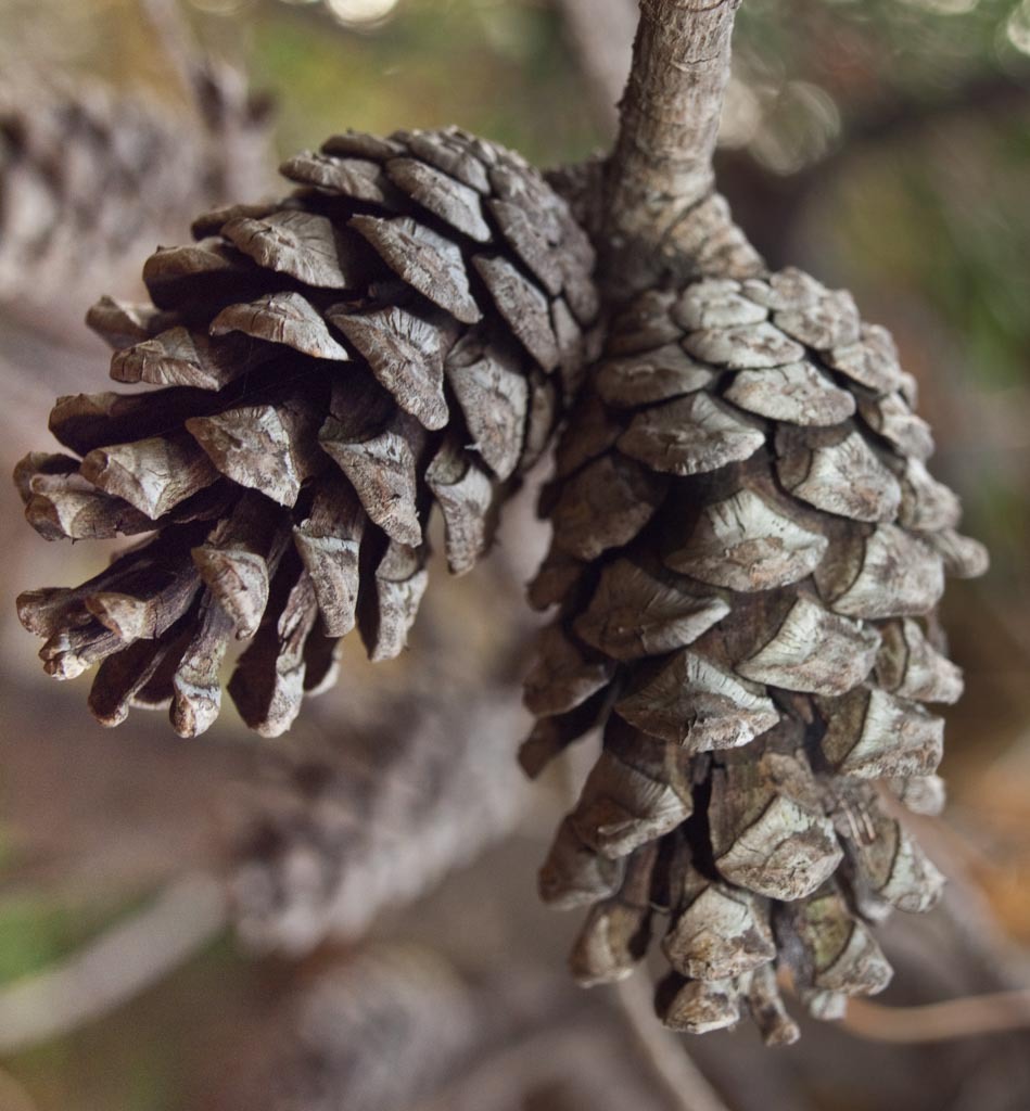 Pinus glabra