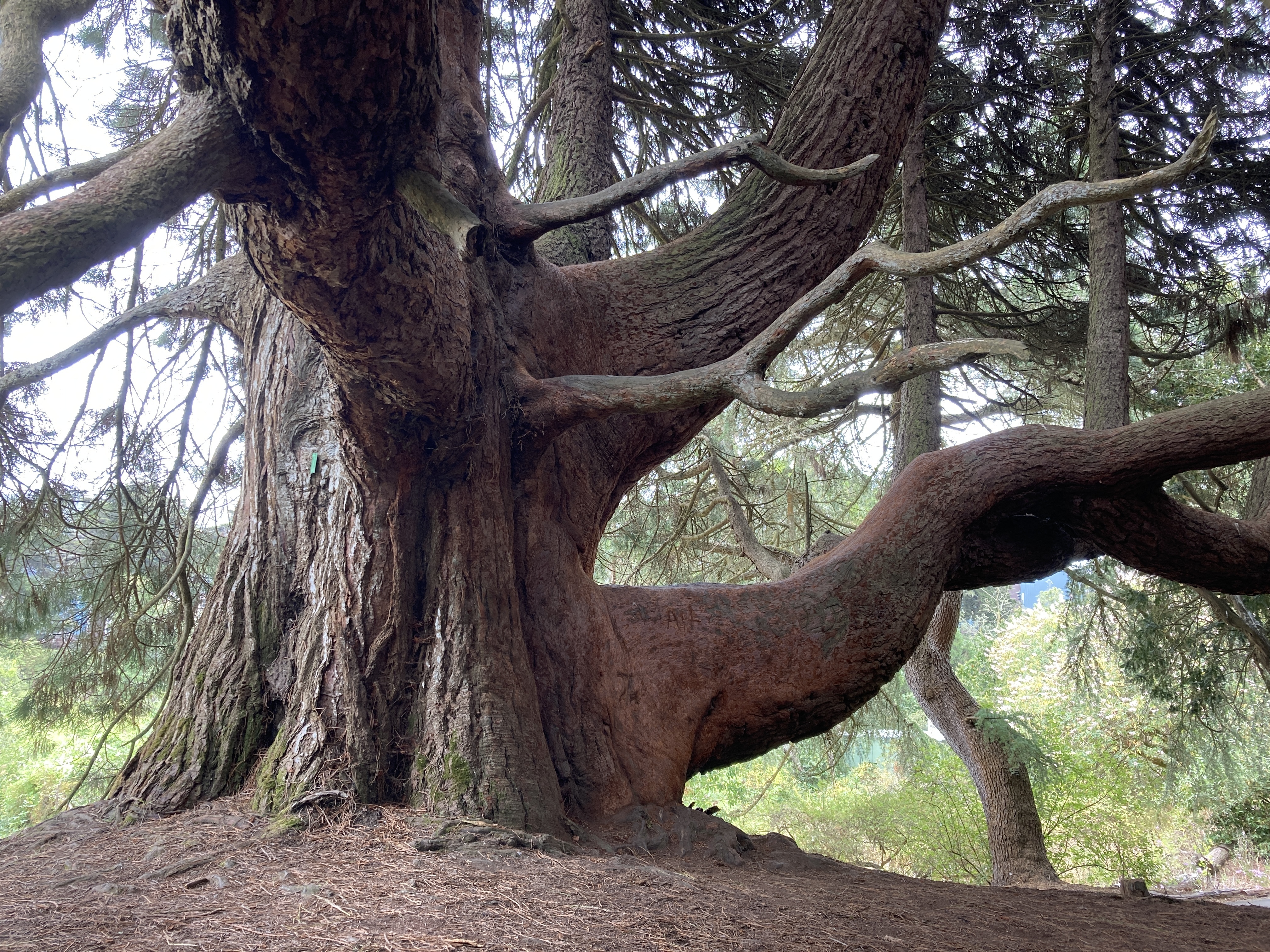 Sequoiadendron giganteum